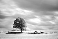 Mary's Summer Tree in B&W, Vermont