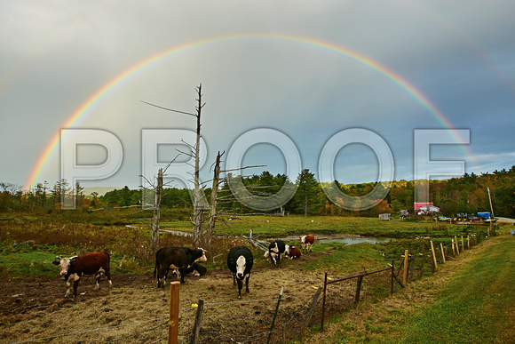 Rainbows and Cows